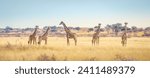 Small photo of Panoramic landscape with a group of giraffes in Kalahari Desert, Namibia. Herd of giraffe pastured in savanna, wild African animals in natural habitat, safari and wilderness of the South of Africa.