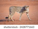 Small photo of Cheetah in a natural habitat, Namibia. Full body portrait of a cheetah isolated on red sand background in Kalahari desert. Big cats and predators in wild nature of Africa.
