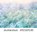 Small photo of Abstract background with wildflowers - soft sunlight morning on meadow in summertime with bokeh and blur effect for your floral decor. Delicat white flowers in pastel colors.