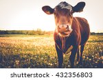 Happy Single Cow On A Meadow...