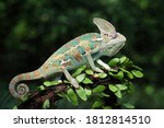 Small photo of Veiled Chameleon (Chamaeleo calyptratus) has a peculiarity in its eyes. Both eyes can rotate 360 degrees independently.