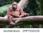 Bornean Orangutan Sitting On...