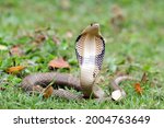 The King Cobra (Ophiophagus hannah) is the world