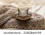 Small photo of Cerastes cerastes commonly known as the Saharan Horned Viper or the Desert Horned Viper, is a venomous species of viper native to the deserts of northern Africa.