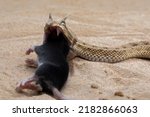 Small photo of Cerastes cerastes commonly known as the Saharan Horned Viper or the Desert Horned Viper, is eating a mouse as its prey and as part the food chain.