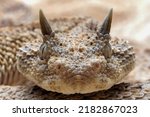 Small photo of Very closeup head of Cerastes cerastes commonly known as the Saharan Horned Viper or the Desert Horned Viper.