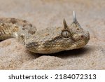 Small photo of Closeup head of Cerastes cerastes snake commonly known as the Saharan Horned Viper or the Desert Horned Viper.