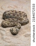 Small photo of Cerastes cerastes snake commonly known as the Saharan Horned Viper or the Desert Horned Viper.