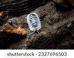 Small photo of Isopoda "powder blue" on wood. Isopoda is an order of crustaceans that includes woodlice and their relatives.