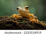 Small photo of The Harlequin Tree Frog (Rhacophorus pardalis) is a species of frog in the family Rhacophoridae found in South East Asia.