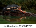 Small photo of Pseudobufo subasper (or Suck Toad) catching an insect as its prey by its tongue. This toad can only be found in peat swamps, Borneo island, Indonesia.