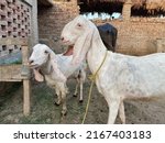 Capture of Pakistani goat.The Barbari or Bari is a breed of small domestic goat found in a wide area in India and Pakistan.With selective focus on subject. the other name of this goat is (hotel Bakra)