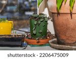 Succulent trailing vine 'Ceropegia Woodii' houseplant in flower pot