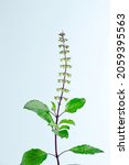 Small photo of Leaves and flower of Ocimum sanctum, holy basil, or tulasi or tulsi on white background. Ocimum sanctum in Thai name is Kaphrao.