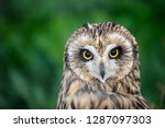 Tawny Owl Close Up