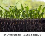 Young Shoots Of Corn With Roots ...