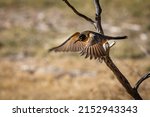 American robin flying from perch