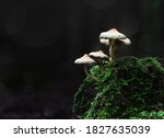   Mushroom On Moss  Green Moss...