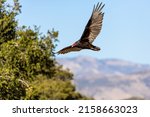 Turkey Vulture In Lake Cachuma
