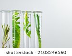 Plants in laboratory glassware. Skincare products and drugs chemical researches concept