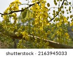 Small photo of The golden shower plant or Cassia fistula. It is popular ornamental plant and also used in herbal medicine.
