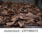 Small photo of A pile of dried levees, autumn levees background, blurred background.