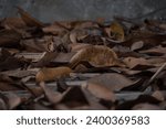 Small photo of The autumn levees background,, A pile of dried levees, blurred background.