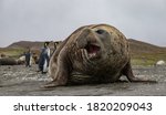 A Male Elephant Seal Displaying ...