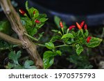 Small photo of The spiciest chili in Thailand It is a type of broccoli that can be used for many dishes and is very popular for those who like to eat spicy food.Chili also helps appetite. And also has many vitamins.