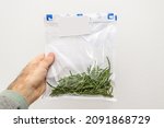 Small photo of Man hand holding sealed package with green delicious bio Salicornia, know also as glasswort, pickleweed, picklegrass marsh samphire