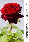 Small photo of “Rose never propagandize its fragrant, but its own fragrance spreads surrounding.”