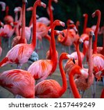 Beautiful Pink Flamingo. Flock...