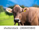 Small photo of Cow on lawn. Cow grazing on green meadow. Holstein cow. Eco farming. Cows in a mountain field. Cows on a summer pasture. Idyllic landscape with herd of cow grazing on green field with fresh grass.