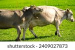 Small photo of Cow in alpine meadow. Beefmaster cattle in green field. Cow in meadow. Pasture for cattle. Cow in the countryside. Cows graze on summer meadow. Rural landscapes with cows. Cows in a pasture.