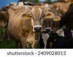 Small photo of Cows on a pasture in Alps. Cows eating grass. Cows in grassy field. Dairy cows in the farm pastures. Brown cow pasturing on grassy meadow near mountain. Cow in pasture on alpine meadow in Switzerland.