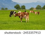Cow in alpine meadow....