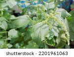Small photo of selectively focus on wild spinach or pull out spinach green flowers, scientific language is called Amaranthus viridis
