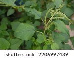 Small photo of selectively focus on wild spinach or pull out spinach green flowers, scientific language is called Amaranthus viridis