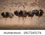 Ostrich Hens Are Kicking Up...