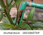 Small photo of a grasshopper animal perching on tree thunk