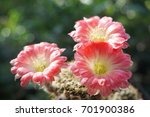Cactus "lobivia" With Pink...
