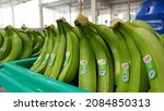 Small photo of Los Rios, Ecuador - 02 December 2021: Several Dole brand bananas in factory, ready to export