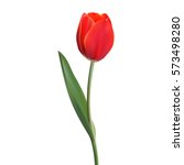 Realistic Flower Tulip. Tulip...