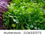 Small photo of Close up fresh growing green coriander (cilantro) leaves in vegetable plot