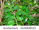Ficus Benghalensis  Banyan...