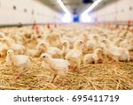 Indoors chicken farm  chicken...