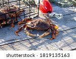 A Male Dungeness Crab Outside...