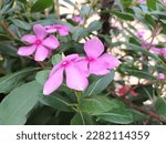 Pink West Indian Periwinkle ...