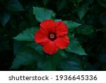 Red Hibiscus Flower With Leaves ...