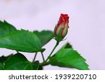 Red Hibiscus Flower Bud With...